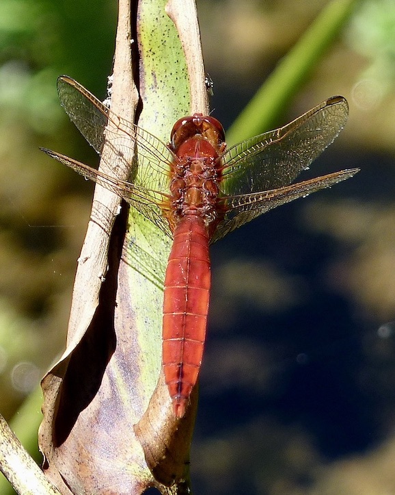scarlet darter